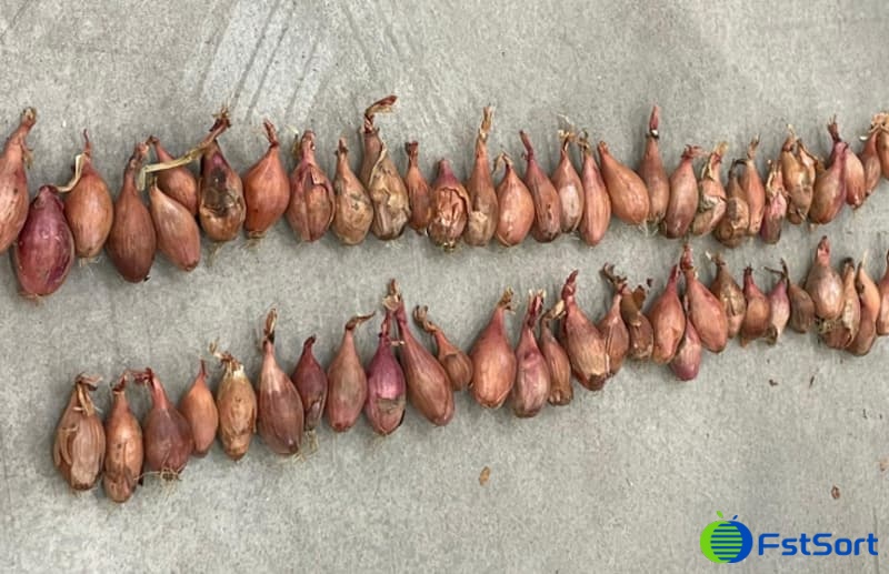 images/1740125712784Shallots sorting machine.jpg